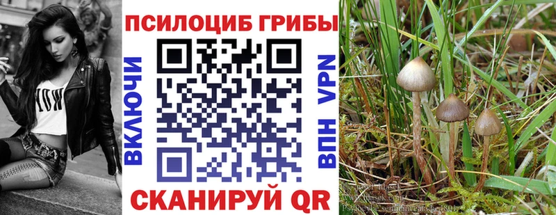 закладка  Дыгулыбгей  Псилоцибиновые грибы GOLDEN TEACHER 